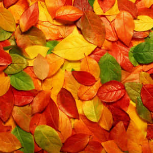 由紅色、橙色、黃色和綠色組成的密集彩色秋季樹葉圖案。