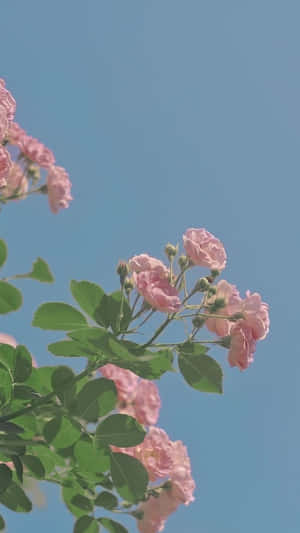 粉紅玫瑰與綠葉映襯著晴朗的藍天