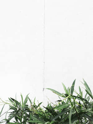 綠色植物在帶有垂直裂縫的白色紋理牆壁上生長。 — 極簡美學 壁紙