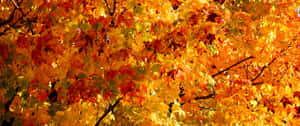 秋天楓葉在明亮的陽光下閃耀著橙色、黃色和紅色的色調。