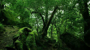 長滿苔蘚的森林地面，高大的樹木和過濾的陽光。