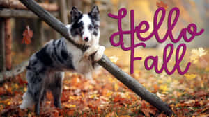 邊境牧羊犬在秋葉中的木頭上，帶有Hello Fall文字。