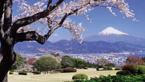 櫻花樹框著富士山和晴朗藍天下的城市景觀。