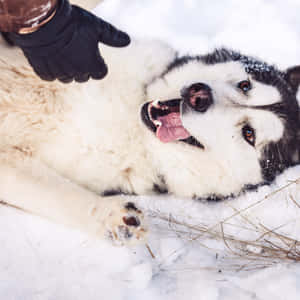 一隻哈士奇狗躺在雪地上，被戴著手套的手撫摸。