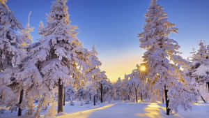 積雪的松樹沐浴在金色的日出光芒中，位於寂靜的冬日森林。