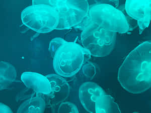 在黑暗海水中漂浮的藍綠色水母