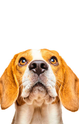 一隻比格犬，有棕色眼睛和垂耳，期待地向上看。