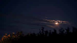 月牙在雲層後發光，夜晚懸於剪影樹木之上。
