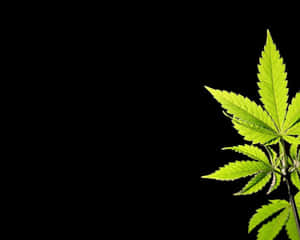 黑色背景上的一片亮綠色大麻葉。