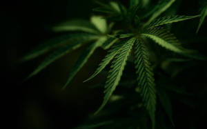 大麻葉在黑暗背景中發光的特寫