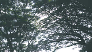 樹枝和樹葉在明亮的天空襯托下形成剪影，構成樹冠。