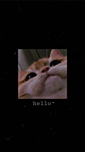 一隻橙色貓咪特寫，喺深色背景上向上望，上面有 hello~ 文字。