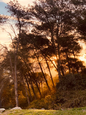 夕陽穿過高大的樹木，在森林中散發金色光芒。 — 綠樹 壁紙