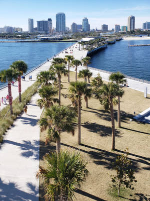 棕櫚樹成蔭的海濱步道，背景是晴朗日子裏的城市天際線。