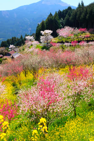梯田山坡覆蓋著粉紅色櫻花和黃色花朵，背景是森林覆蓋的山脈。 — 小米Pad 7S Pro 12.5 壁紙