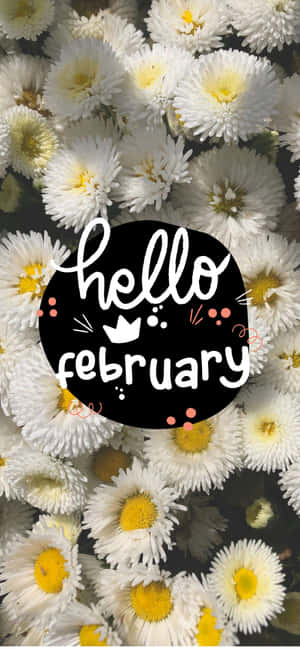 白色雛菊，黃色花心，以及帶有 hello february 文字的黑色圓圈。 — iPhone 14 壁紙