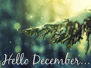 在柔和森林光線中，帶有「Hello December...」文字的雪覆蓋松樹枝。