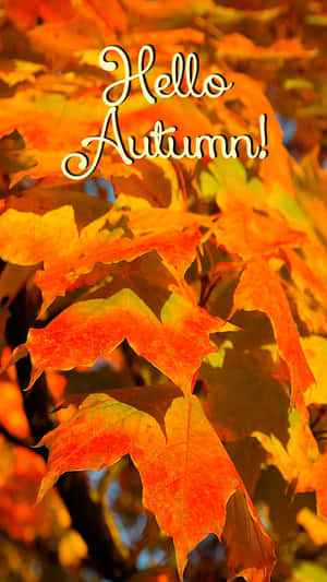 溫暖橙色和黃色調的秋葉，帶有「Hello Autumn!」文字。