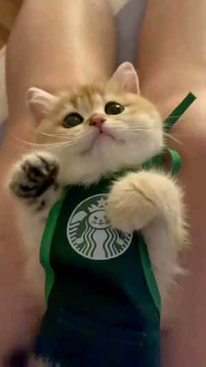 毛茸茸的薑黃色小貓穿著綠色Starbucks圍裙坐在人類腿上。