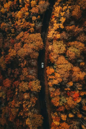 白色汽車在蜿蜒的道路上穿過秋日森林的鳥瞰圖 — 秋天 壁紙