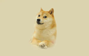 一隻柴犬帶著困惑的表情平靜地坐著。