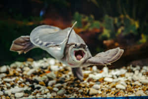 一條奇怪的魚拍動魚鰭、張開嘴巴，在水中鵝卵石上游動。