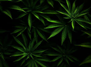 在黑色背景下發光的綠色大麻葉。