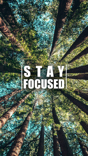 高聳的樹木，藍天背景上有 stay focused 文字