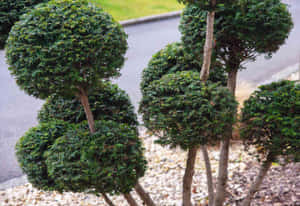 碎石花園中鋪砌小路旁的球形綠色修剪樹木。 — 植物 壁紙