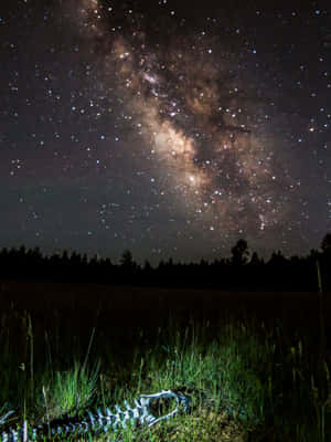 一具白色動物骨骼躺在草地上，上方是星光閃爍的夜空，銀河清晰可見。