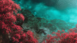粉紅色開花樹木沿著藍綠色海水，可見水下岩石和漣漪。