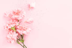 粉紅色康乃馨，帶有散落的花瓣，在柔軟的粉紅色背景上。 — 向日葵田 壁紙