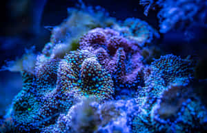 深海水中發光的藍色和紫色珊瑚特寫。