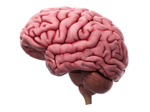 詳細嘅人類大腦3D模型，顯示大腦皮層同小腦。