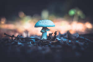 在昏暗森林中，樹枝間生長的藍色斑點蘑菇。