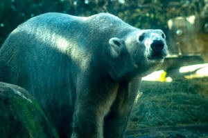 動物園圍欄內的北極熊，陽光穿過樹木灑落。