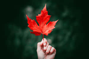 手拿著一片鮮紅色的楓葉，背景是深綠色。 — 3:2 壁紙