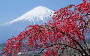 紅色櫻花襯托著積雪的富士山，背景是藍天。