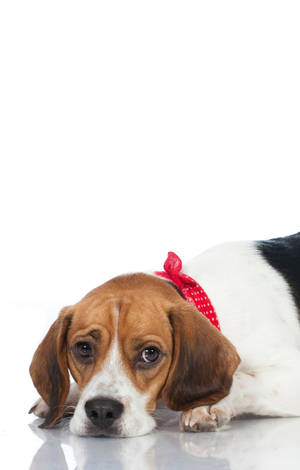 比格犬戴著紅色圓點頭巾躺在反光表面上。 — POCO Pad C1 壁紙