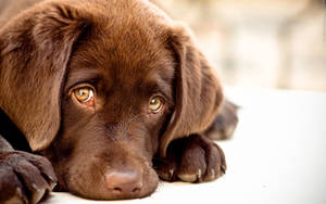一隻擁有琥珀色眼睛的棕色幼犬，頭部擱在白色表面上。