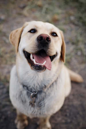 開心的黃色拉布拉多犬伸出舌頭微笑抬頭看。 — Huawei MatePad Air (2025) 壁紙