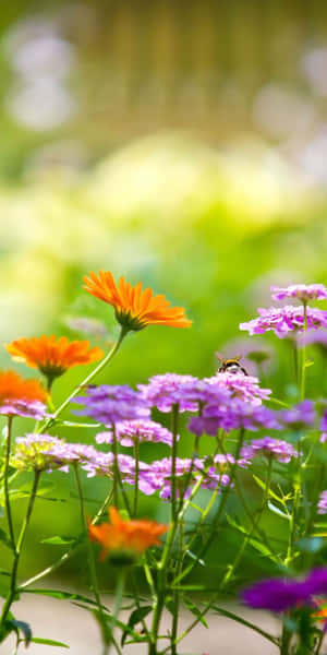 陽光花園中的橙色和紫色花朵與蜜蜂 — 花系美學 壁紙