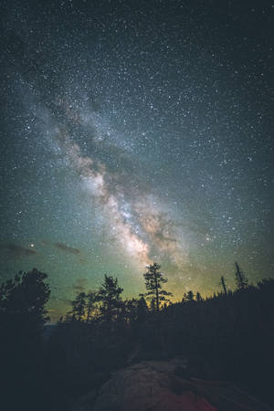 銀河系在繁星夜空下，照耀著松樹剪影。
