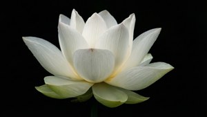 一朵白蓮花，花心黃色，背景黑色。 — ROG Ally 壁紙