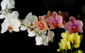 一簇白色、粉紅色和黃色蘭花，背景為黑色。 — 花卉動畫 壁紙