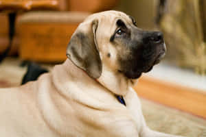 一隻棕褐色和黑色的獒犬幼犬坐在室內，神情若有所思。