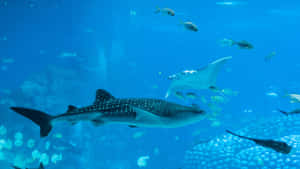 鯨鯊和魔鬼魚在藍色水族箱中與魚群一起游泳。