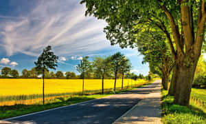 一條鋪砌的道路兩旁樹木成蔭，穿過一片金色田野，上方是清澈的藍天。