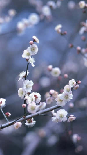 冬天光禿禿的樹枝上盛開的白梅花，背景是柔和的藍色。 — 花卉 iPhone 壁紙
