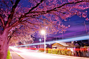 夜晚的櫻花樹，帶有行駛汽車的光軌。 — MacBook Air M2 壁紙